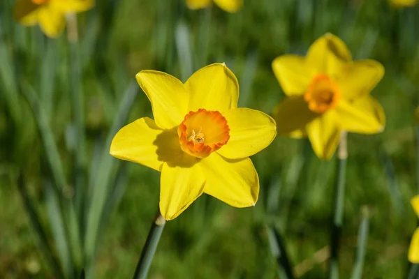 Daffodil Tutup — Stok Foto