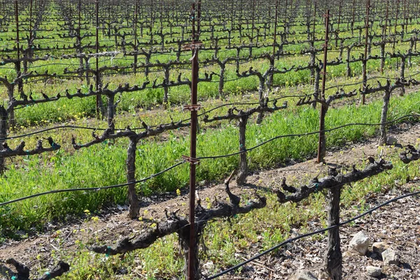 Grapevines in the Winter — Stock Photo, Image