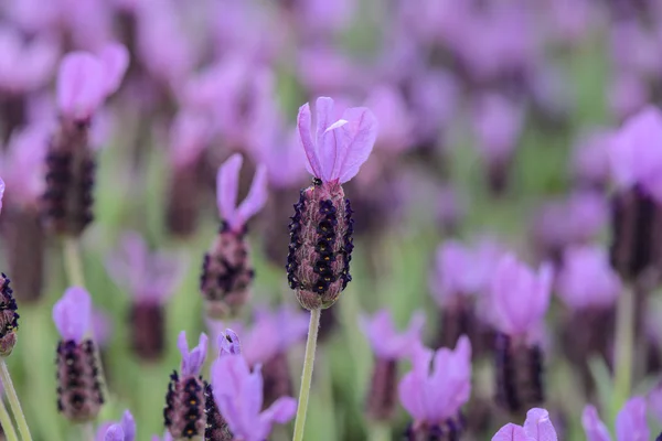 紫スペイン ラベンダー花 — ストック写真