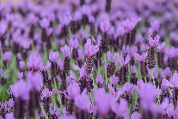 Фіолетовий іспанського Цвєтков лаванди — стокове фото