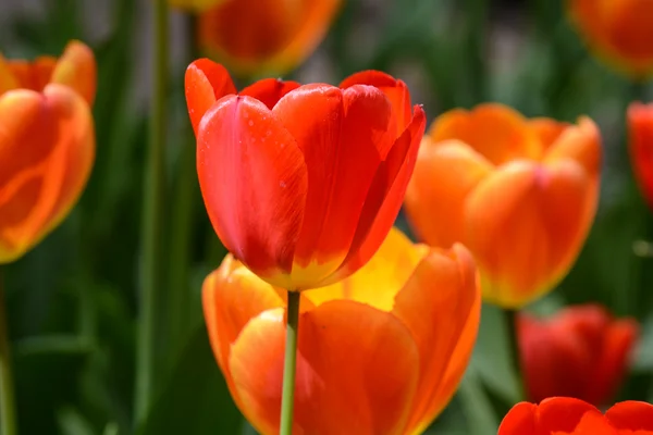 Rote Tulpe aus nächster Nähe — Stockfoto