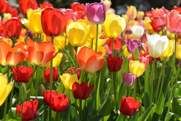 Tulipes dans le jardin — Photo