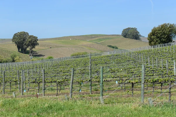 Wijngaarden in napa valley Californië — Stockfoto