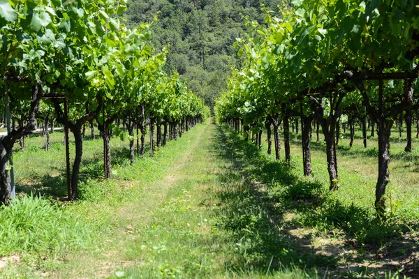 Viñas de uva en fila —  Fotos de Stock