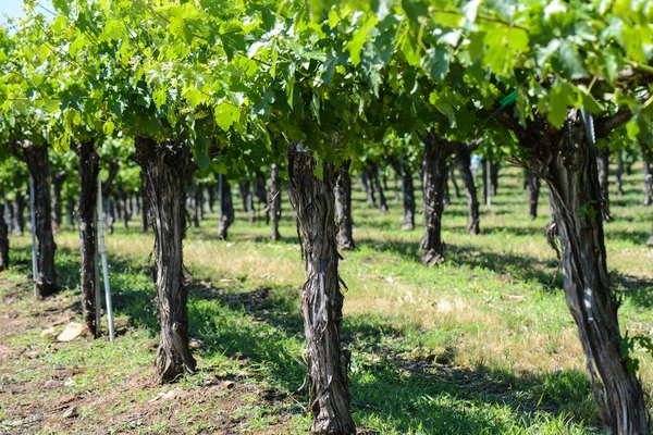 Grape Vines in a Row — Stock Photo, Image