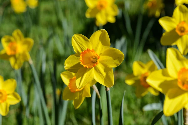 Kuning Daffodils — Stok Foto