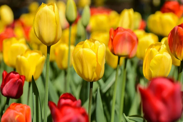 Žlutá tullips — Stock fotografie