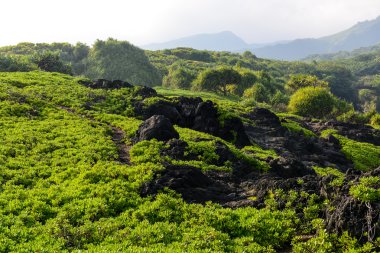 Maui Hawaii 'de yürüyüş patikası