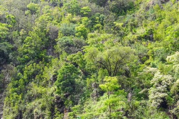 Achtergrond van het tropisch regenwoud — Stockfoto