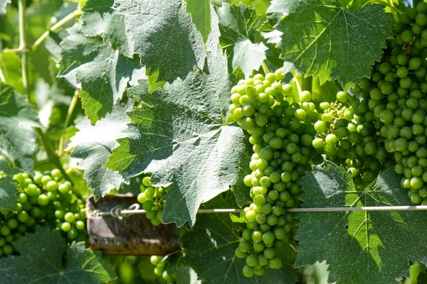 Green Grapes on the Vine — Stock Photo, Image