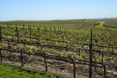 İlkbaharda Napa Vadisi Üzüm Bağları
