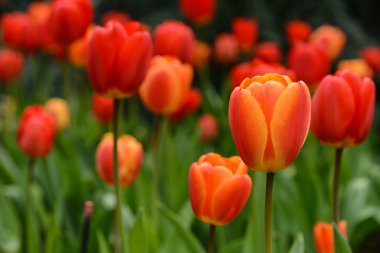 Kırmızı ve turuncu laleler