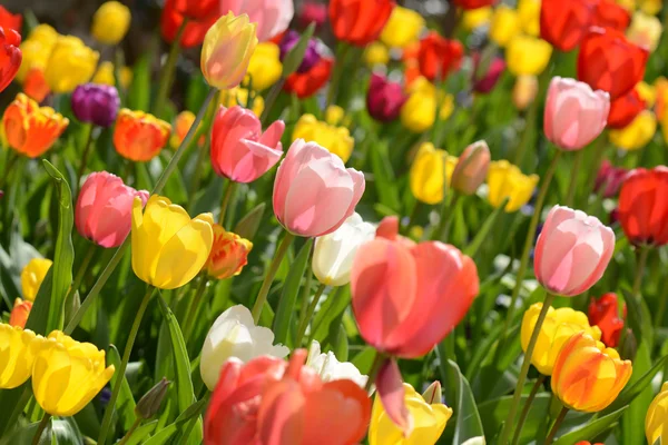 Jardin de tulipes — Photo