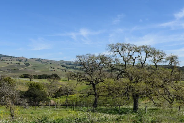 Wijngaard in Napa Valley Californië — Stockfoto