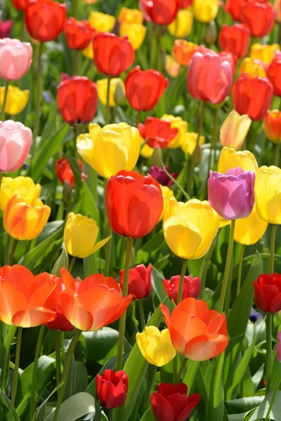 Jardim da tulipa — Fotografia de Stock