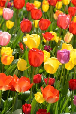 Baharda Lale Bahçesi