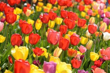 Baharda Lale Bahçesi