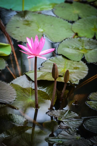 Rosa lotus vatten lilly — Stockfoto