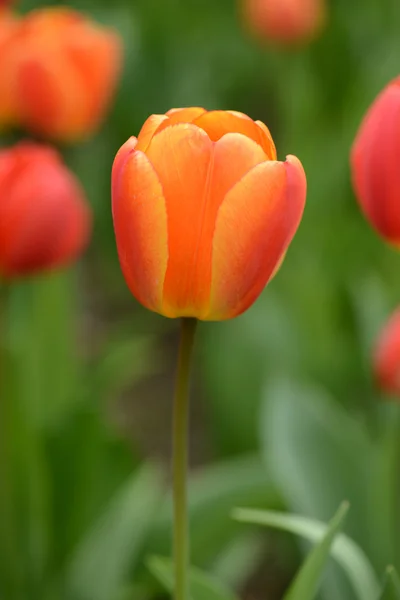 Rote und orangefarbene Tulpe im Frühling — Stockfoto