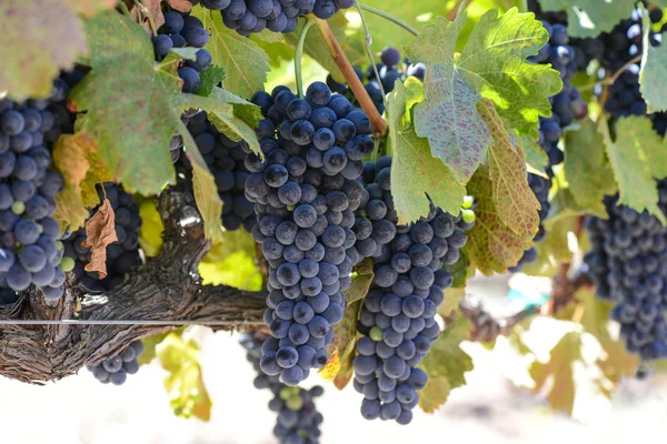 Uvas de vinho tinto na videira — Fotografia de Stock