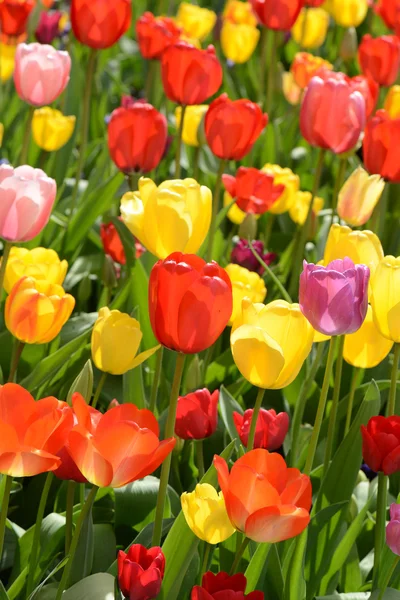 Jardín de tulipanes en primavera — Foto de Stock