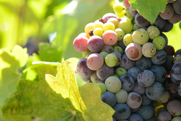 Red and Green Grapes on the Vine — Stockfoto