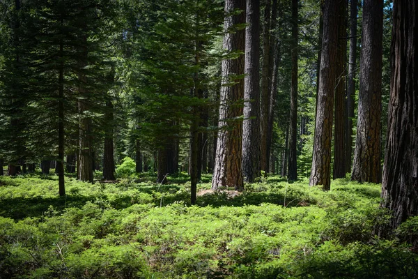 Tallskogen — Stockfoto