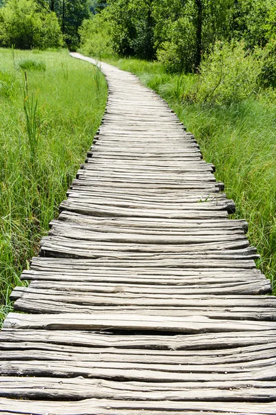 Camino de senderismo de madera — Foto de Stock