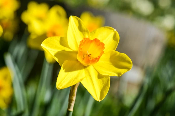 Narcis na jaře — Stock fotografie