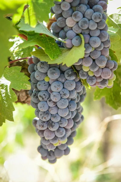 Uvas na vinha — Fotografia de Stock