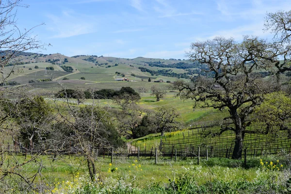 Napa valley w Kalifornii winnicy wiosną — Zdjęcie stockowe