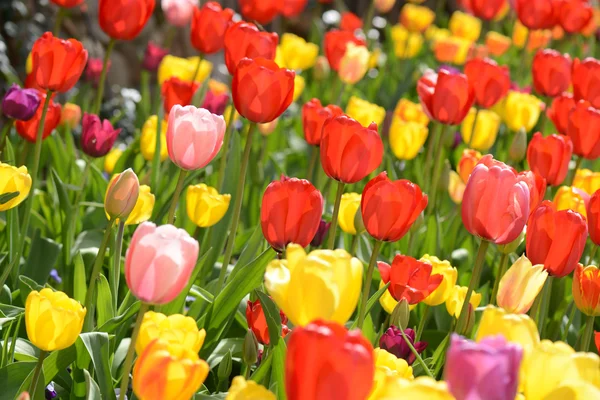 Tulipanes en primavera — Foto de Stock