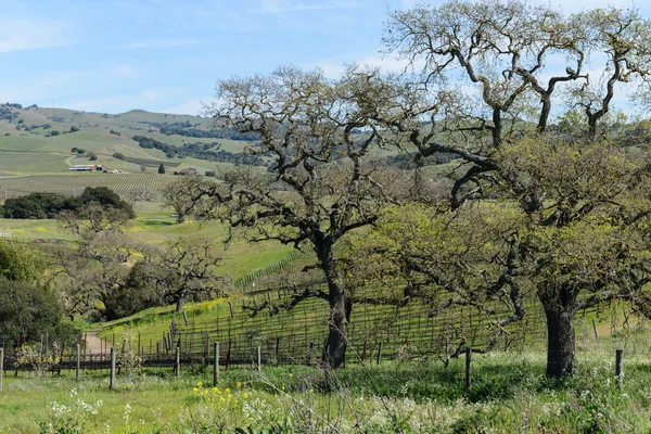 Weinberg im kalifornischen Napa Valley — Stockfoto