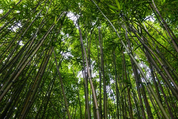 Bamboebos in maui hawaii — Stockfoto