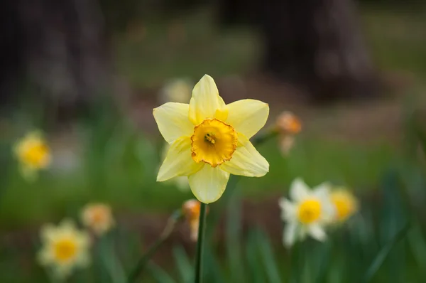 Gele daffodil in het bos — Stockfoto