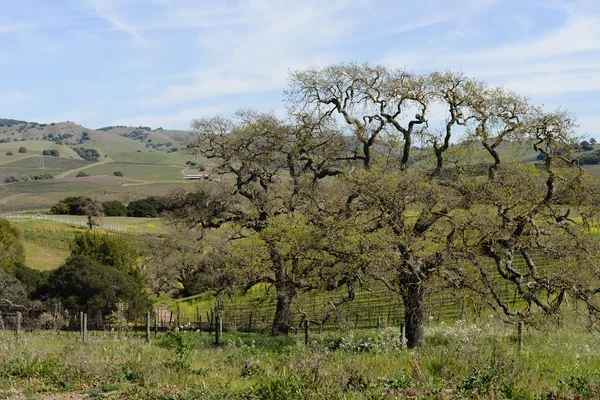 Калифорнийский виноградник в долине Напа весной — стоковое фото