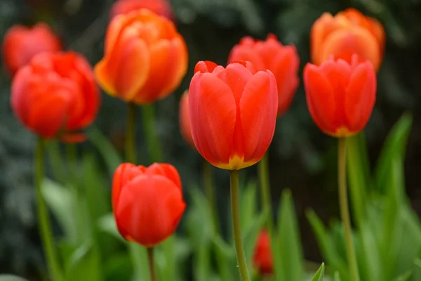 Tulipa vermelha e laranja na primavera — Fotografia de Stock