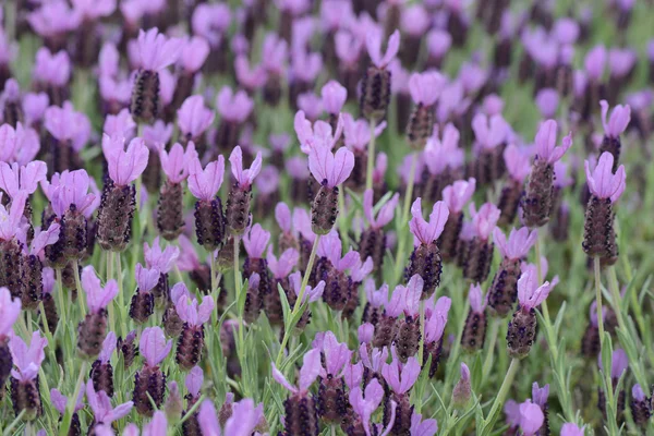Spanischer Lavendel — Stockfoto