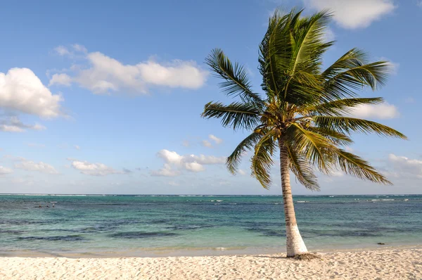 Palmboom met strand en zand — Stockfoto
