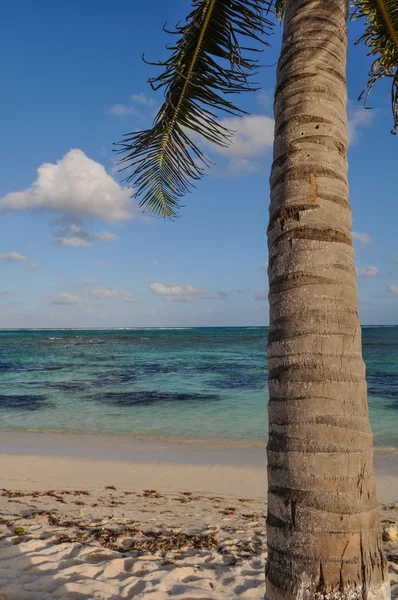 Пальмова дерево з пляж і пісок — стокове фото