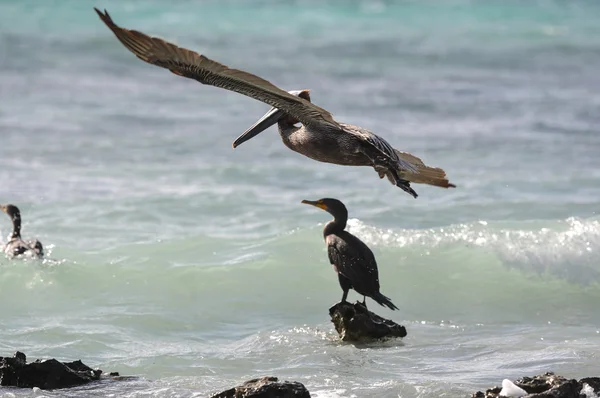 Pelícano volando sobre el océano —  Fotos de Stock