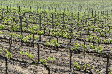 napa valley California asma