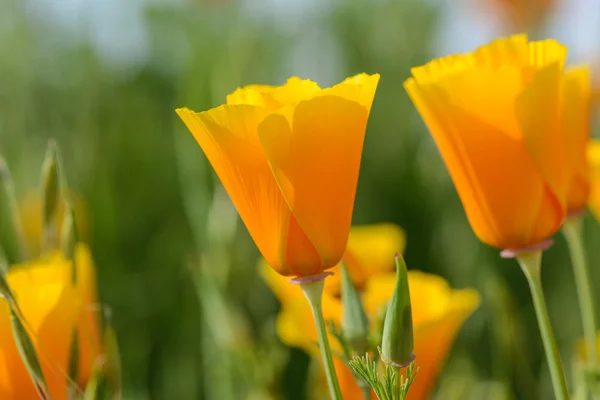 California Orange Poppy Macro Primer plano — Foto de Stock