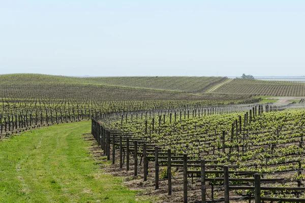 Napa Valley Grape Vineyard in Spring — Stock Photo, Image