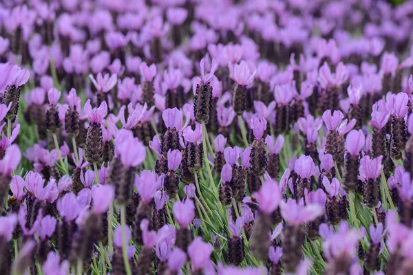 Paarse Spaanse lavendel — Stockfoto