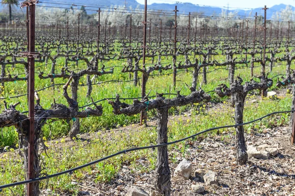 Filas de viñas de uva en invierno — Foto de Stock