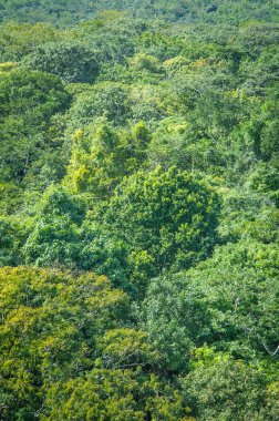 yağmur ormanlarının arka plan