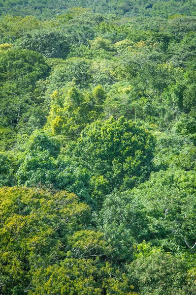 Regenwoud achtergrond — Stockfoto