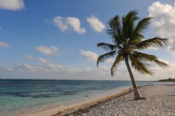 Palmboom met strand en zand — Stockfoto