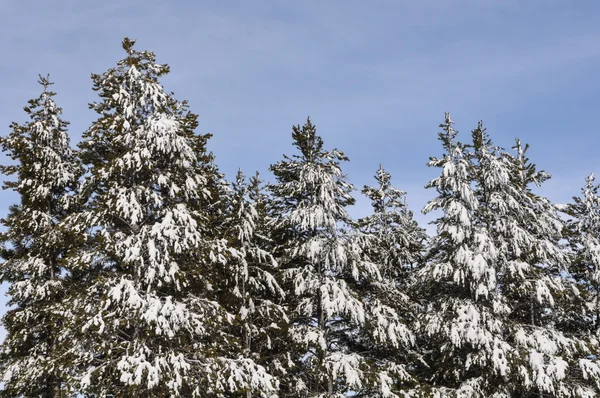 雪に覆われた松の木 — ストック写真
